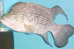 ultraaqua2001 (34)