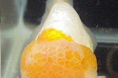 ultraaqua2001 (44)