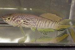 ultraaqua2002 (21)