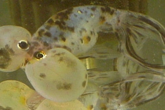 ultraaqua2002 (22)