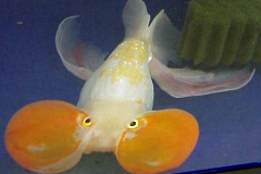 ultraaqua2002 (23)