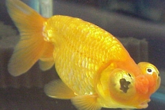 ultraaqua2002 (24)