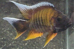 ultraaqua2002 (25)