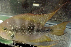 ultraaqua2002 (28)