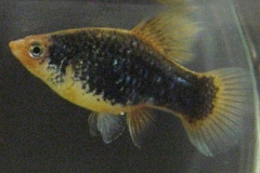 ultraaqua2002 (30)