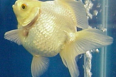 ultraaqua2002 (31)