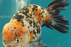 ultraaqua2002 (32)