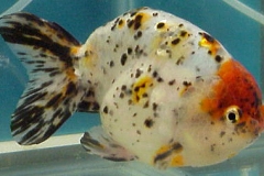 ultraaqua2002 (33)