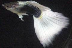 ultraaqua2002 (34)
