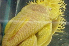 ultraaqua2002 (36)