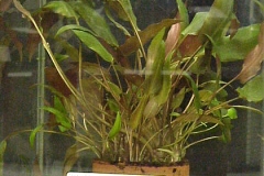 ultraaqua2002 (38)