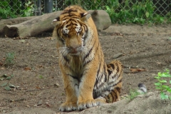 activities2007pittsburghzoo (11)