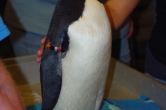 activities2007pittsburghzoo (7)