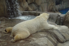 activities2007pittsburghzoo (9)