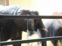 2008 Cleveland Zoo