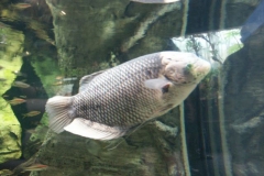 activities2008clevelandzoo (1)