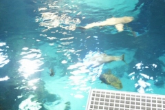 activities2008clevelandzoo (11)