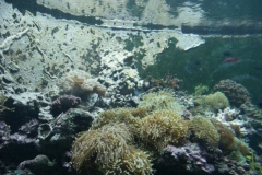 activities2008clevelandzoo (12)