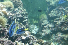 activities2008clevelandzoo (13)