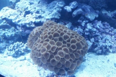 activities2008clevelandzoo (14)