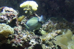 activities2008clevelandzoo (16)