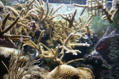 activities2008clevelandzoo (17)