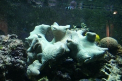 activities2008clevelandzoo (18)