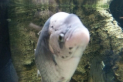 activities2008clevelandzoo (2)