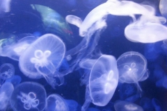 activities2008clevelandzoo (20)