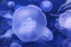 activities2008clevelandzoo (21)