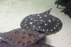 activities2008clevelandzoo (22)