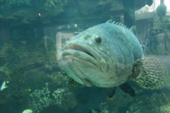 activities2008clevelandzoo (23)