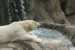 activities2008clevelandzoo (24)