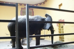 activities2008clevelandzoo (27)