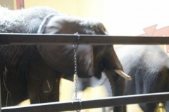 activities2008clevelandzoo (28)