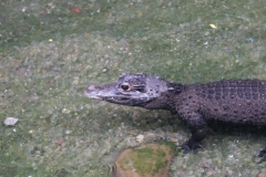 activities2008clevelandzoo (29)