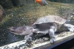 activities2008clevelandzoo (3)