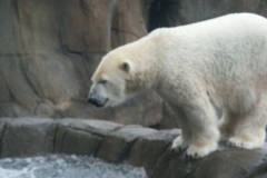 activities2008clevelandzoo (31)