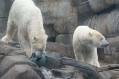 activities2008clevelandzoo (32)