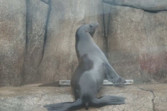 activities2008clevelandzoo (33)