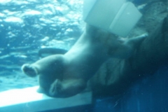 activities2008clevelandzoo (34)