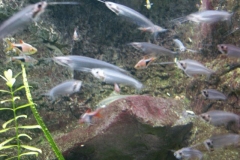 activities2008clevelandzoo (4)