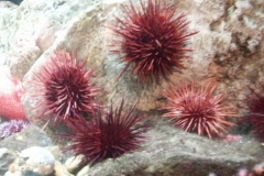 activities2008clevelandzoo (6)