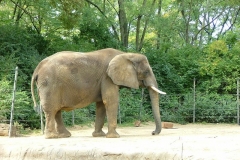 activities20081005ToledoZoo (189)