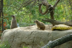 activities20081005ToledoZoo (201)