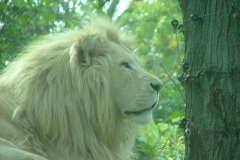 activities20081005ToledoZoo (204)