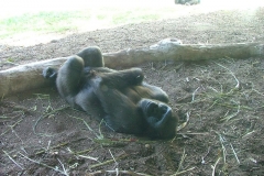 activities20081005ToledoZoo (221)