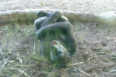 activities20081005ToledoZoo (222)