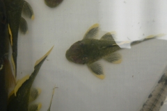 ultraaqua2009 (42)