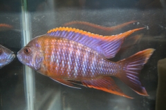 ultraaqua2010 (0)